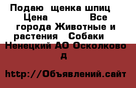 Подаю. щенка шпиц  › Цена ­ 27 000 - Все города Животные и растения » Собаки   . Ненецкий АО,Осколково д.